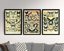 Butterflies set adolphe for sale  Shipping to Ireland