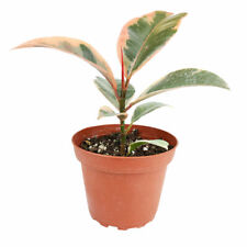 Ficus elastica ruby for sale  Lake Forest