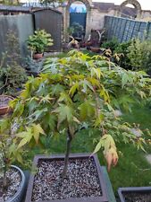 large bonsai for sale  WOODBRIDGE