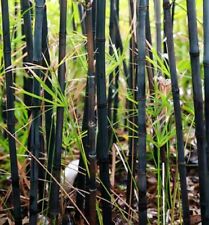 Black bamboo seeds for sale  Ravensdale