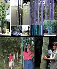 Bambus sortiment balkonpflanze gebraucht kaufen  Kaiserslautern