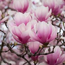 Magnolia giapponese magnolia usato  Valmacca