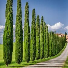 Cupressus sempervirens italian for sale  San Francisco