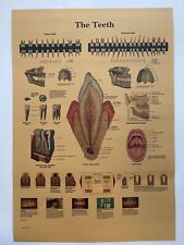 Human anatomy poster for sale  Laughlin
