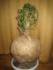fockea edulis bonsai for sale  Manassas