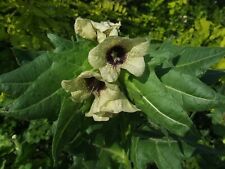 Black henbane seeds for sale  WALLASEY