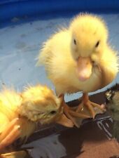Aylesbury duck hatching for sale  DUDLEY