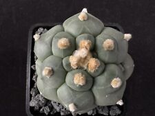 Astrophytum asterias kikko gebraucht kaufen  Deutschland