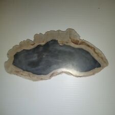 Large polished petrified for sale  Chesapeake