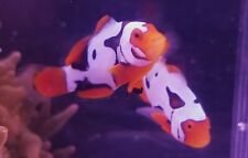 Clownfish georgios picasso for sale  Kansas City