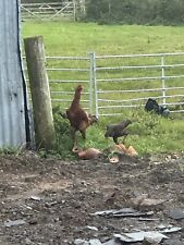 Shamo hatching eggs for sale  WIGTON