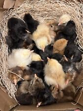 Fertile chicken hatching for sale  Amesville