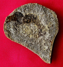 Crevette fossile trias d'occasion  La Roche-sur-Yon