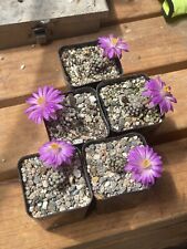 Mammillaria theresae seedling for sale  Los Angeles