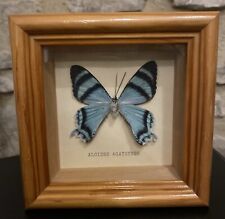 Blue dayflying moth for sale  BISHOP AUCKLAND