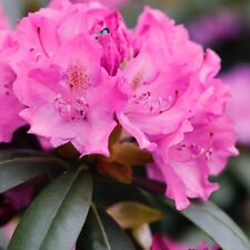 Rhododendron roseum elegans for sale  GLASGOW