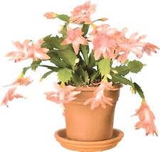 Peach christmas cactus for sale  Oceanside