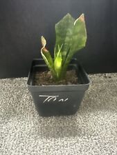 Rooted snake plant. for sale  Shipping to Ireland