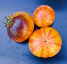 Graines tomate alice d'occasion  Coulommiers