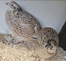 Italian coturnix quail for sale  UK