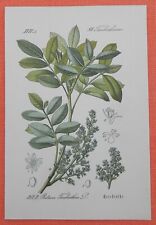 Trementina-pistacho Pistacia terebinthus terebinthe litografía 1885 segunda mano  Embacar hacia Spain