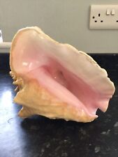 Large queen conch for sale  MAIDENHEAD