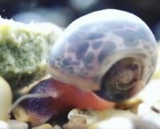 Blue leopard ramshorn for sale  New Albany
