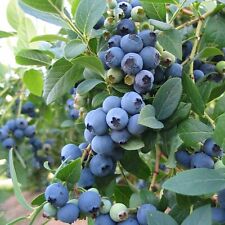 Blueberry bush bluecrop for sale  GLASGOW