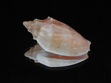 Sea shell Cymbiola pulchra f. woolacottae 55.9mm ID#6392 for sale  Shipping to South Africa