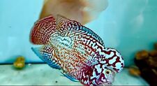 High quality flowerhorn d'occasion  Expédié en Belgium