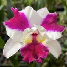 Cattleya orchid plant for sale  USA