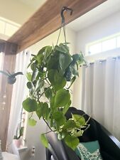 Large heart pothos for sale  Sanford