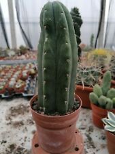 Tricocereus P. Cactus Collection cultivated in Sicily very resistant for sale  Shipping to South Africa