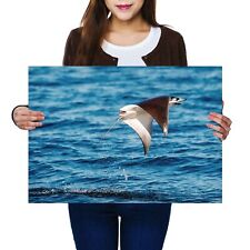 Mobula ray jumping for sale  SELBY