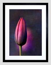 Purple tulip bud for sale  EDINBURGH
