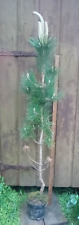 Pinus thunbergii japanese for sale  TINTAGEL