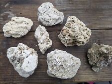 Coral base dry for sale  Shipping to Ireland