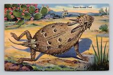 Postcard texas horned for sale  Bennington