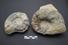 Ceratiten ammoniten fossilien gebraucht kaufen  Gütersloh-Friedrichsdorf