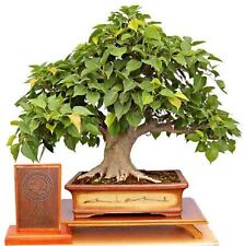 Sacred fig bonsai for sale  Russell