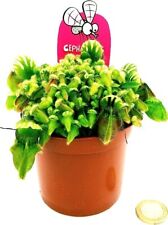 Powers flowers cephalotus for sale  Shipping to Ireland