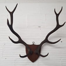 Mounted adult stag for sale  MALVERN