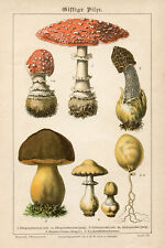 Vintage Botanical Print: Diverse Collection of Fungi, Mushroom Print  #K294 for sale  Shipping to South Africa
