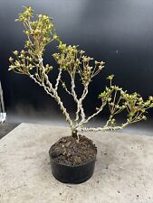 Japanese azalea bonsai for sale  BROUGH