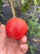 Semi pomodoro rosa usato  Bleggio Superiore