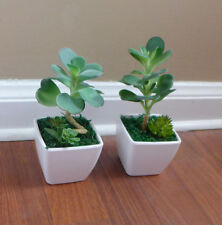 2 New Potted Artificial Desert Grass succulent With Pot Home Table Decoration for sale  Shipping to South Africa
