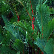 Palmeira Cyrtostachys renda, ‘Red Sealing Wax’ / ‘Lipstick’ comprar usado  Enviando para Brazil