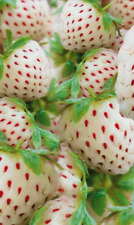 Stück erdbeer pflanzen gebraucht kaufen  Bad Dürrenberg
