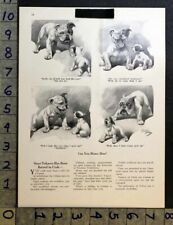 1923 bulldog puppy for sale  Branch