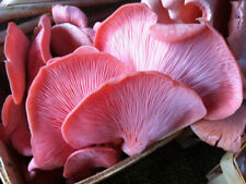 Seeds mushroom oyster for sale  Shipping to United States